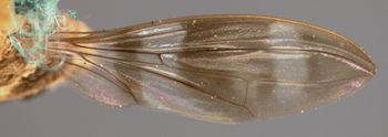 Media type: image;   Entomology 13326 Aspect: wing